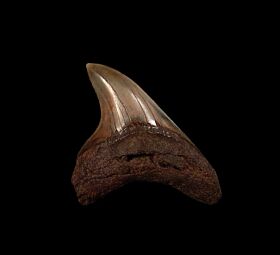 South Carolina Alopias grandis tooth for sale | Buried Treasure Fossils