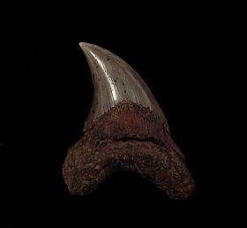 Extra Large Parotodus benedeni tooth for sale | Buried Treasure Fossils
