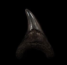 Rare So. Carolina Parotodus benedeni tooth for sale | Buried Treasure Fossils
