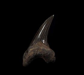 Oligocene Parotodus benedeni tooth for sale | Buried Treasure Fossils