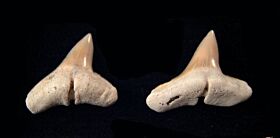 Sphyrna arambourgi tooth for sale from the Oligocene | Buried Treasure Fossils