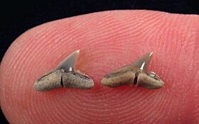 Sphyrna lewini Hammerhead shark tooth for sale | Buried Treasure Fossils