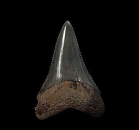 Big So. Carolina Great White shark tooth for sale | Buried Treasure Fossils