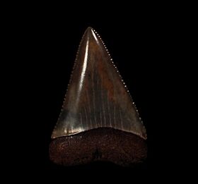 Colorful So. Carolina Great White shark tooth for sale | Buried Treasure Fossils