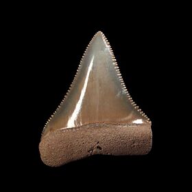 Golden Tan So. Carolina Great White shark tooth for sale | Buried Treasure Fossils