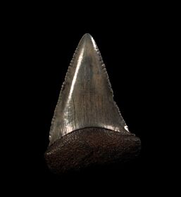 So. Carolina Great White shark tooth for sale | Buried Treasure Fossils