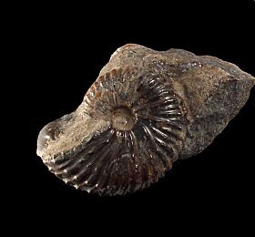 Hoploscaphites for sale | Buried Treasure Fossils