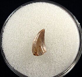 Judith River Fm Saurornitholestes  tooth for sale | Buried Treasure Fossils