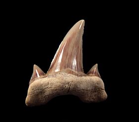 Otodus obliquus tooth from Saudi Arabia | Buried Treasure Fossils