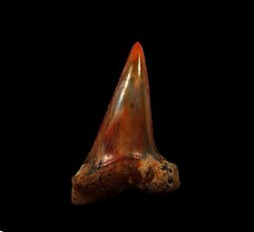 Quality Sharktooth Hill Cosmopolitodus hastalis tooth for sale | Buried Treasure Fossils