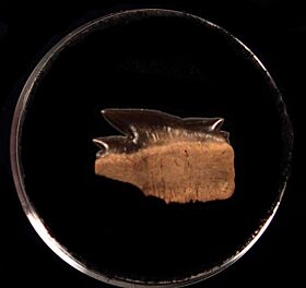Early Miocene Echinorhinus shark  tooth for sale | Buried Treasure Fossils