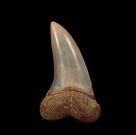 Extra large Isurus planus tooth for sale | Buried Treasure Fossils