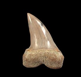 Isurus planus tooth for sale | Buried Treasure Fossils