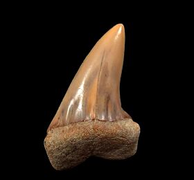Quality Isurus planus tooth for sale | Buried Treasure Fossils