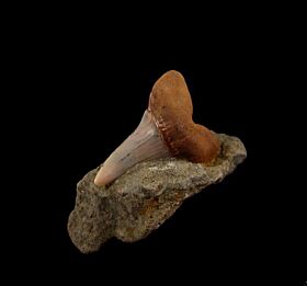 Planus shark tooth display for sale | Buried Treasure Fossils