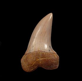 Big Sharktooth Hill Isurus planus tooth for sale | Buried Treasure Fossils