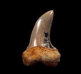 Sharktooth Hill Isurus planus tooth for sale | Buried Treasure Fossils