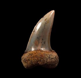 Colorful Hooked Mako tooth for sale | Buried Treasure Fossils