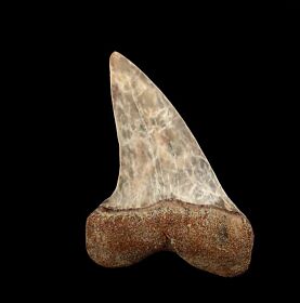 Sharktooth Hill Isurus planus for sale | Buried Treasure Fossils