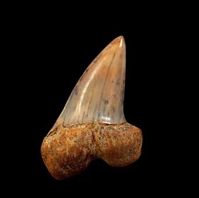 Colorful Isurus planus tooth for sale | Buried Treasure Fossils