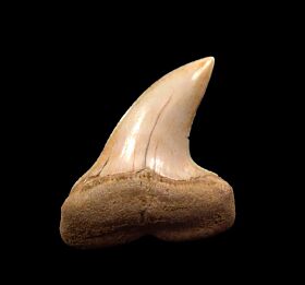 Colorful Hooked Mako tooth for sale | Buried Treasure Fossils