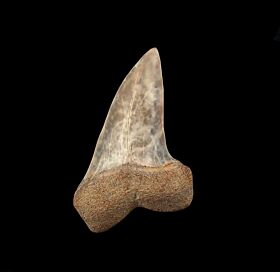 Colorful Planus Mako tooth for sale | Buried Treasure Fossils