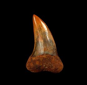 Colorful Hooked-tooth Mako for sale | Buried Treasure Fossils