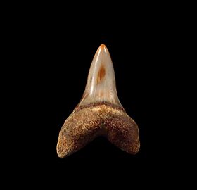 Fire Zone Sharktooth Hill Isurus planus tooth for sale | Buried Treasure Fossils