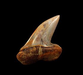 Sharktooth Hill Isurus planus tooth for sale | Buried Treasure Fossils
