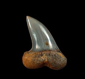 Fire Zone Isurus planus tooth for sale | Buried Treasure Fossils