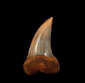 Fire Zone Sharktooth Hill Isurus planus tooth for sale | Buried Treasure Fossils