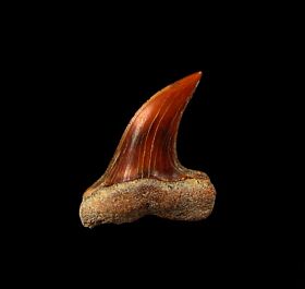Colorful Fire Zone Mako tooth for sale | Buried Treasure Fossils