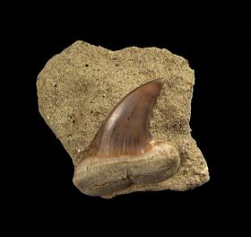 Sharktooth Hill Mako tooth on matrix for sale | Buried Treasure Fossils