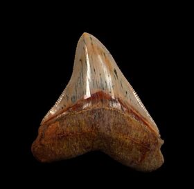 Bakersfield Megalodon tooth for sale | Buried Treasure Fossils