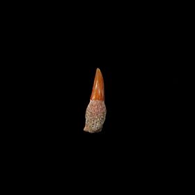 Cheap Bakersfield Dolphin Tooth for sale | Buried Treasure Fossils