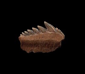 Sharktooth Hill Hexanchus tooth for sale |Buried Treasure Fossils