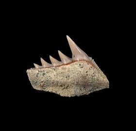 Bakersfield Hexanchus tooth for sale |Buried Treasure Fossils