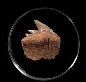 Sharktooth Hill Hexanchus andersoni tooth for sale |Buried Treasure Fossils