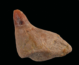 Prosqualodon errabundus      