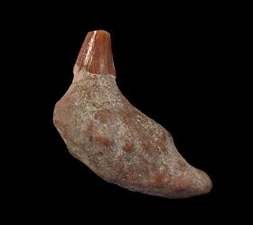 Sharktooth Hill Prosqualodon tooth for sale | Buried Treasure Fossils