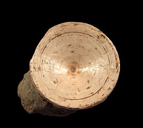Sharktooth Hill shark vertebra for sale | Buried Treasure Fossils