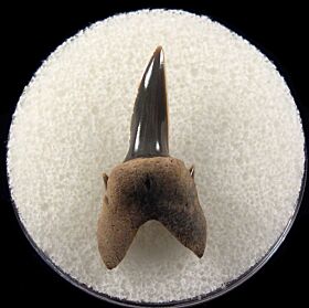 Texas Leptostyrax macrorhiza tooth for sale | Buried Treasure Fossils