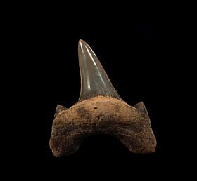 Cretaceous Micro Shark tooth fossil Woodbine Texas Carcharias amonensis 