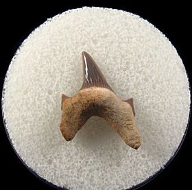 Paw Paw Protolamna tooth for sale | Buried Treasure Fossils