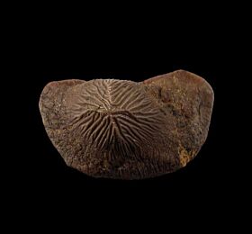 Ptychodus mortoni tooth | Buried Treasure Fossils