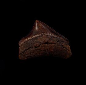 Red Virginia Otodus auriculatus tooth for sale | Buried Treasure Fossils