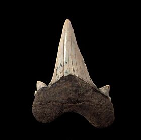 Virginia Otodus obliquus tooth for sale | Buried Treasure Fossils