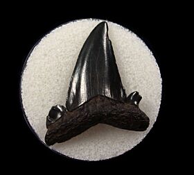 Rare Cretolamna twiggensis tooth for sale | Buried Treasure Fossils