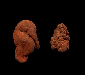 Two Coprolites for sale | Buried Treasure Fossils