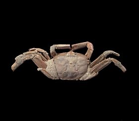 Rare Australian Fossil Crab for sale | Buried Treasure Foss